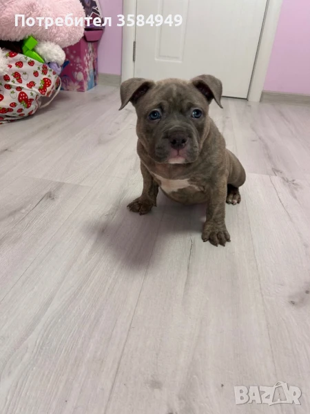 Американско Були Покет, снимка 1