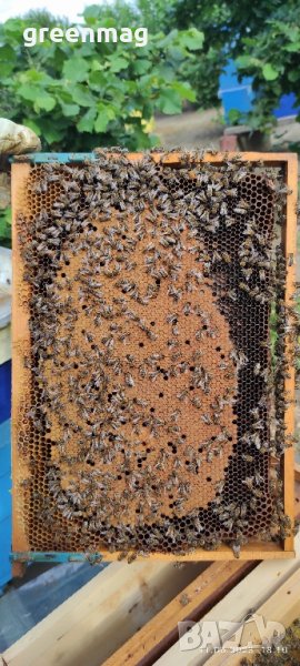 Пчелни отводки ДБ, Възможна Доставка, снимка 1