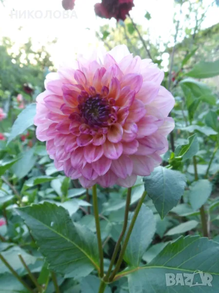 ДАЛИЯ - ГРУДКИ, снимка 1