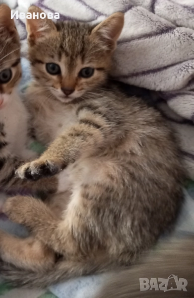 Подарявам малки котенца в тигрова шарка , снимка 1