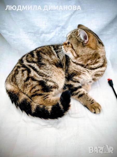 Шотландско мраморно момиче с родословие., снимка 1