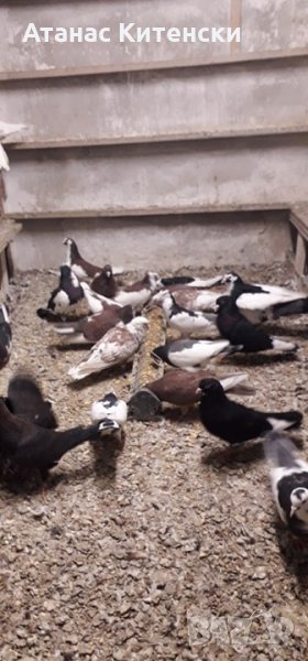 ПАЗАРДЖИШКИ ВИСОКО ЛЕТЦИ ЗА ДЪЛГОТРАЕН ВИСОК ПОЛЕТ, снимка 1