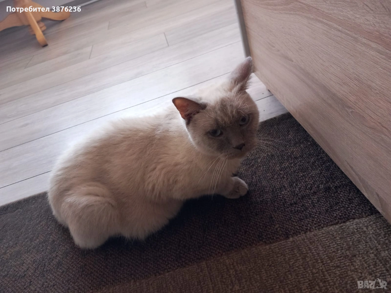 Британска късокосместа Колор пойнт , снимка 1