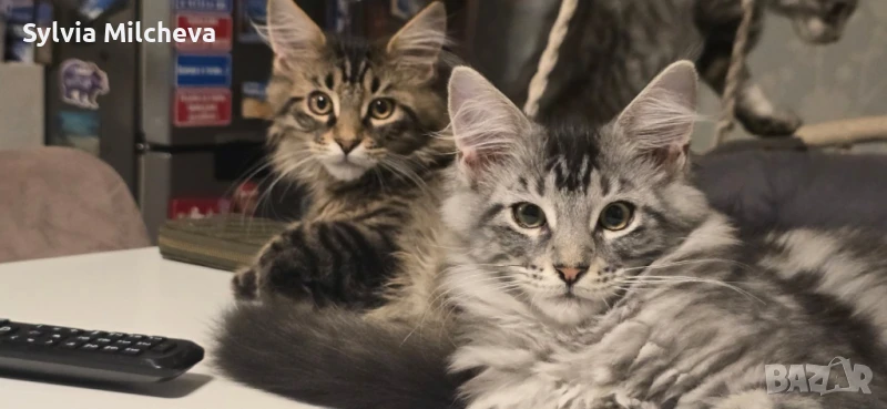 Мейн куун котенца, снимка 1