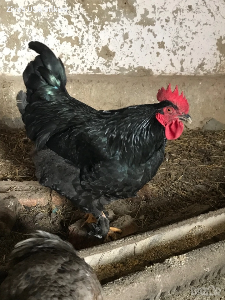 много хубав петел Маран, снимка 1