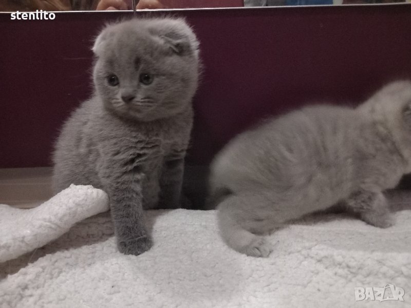 Шотландски клепоухи котета в Британска късокосместа в гр. Пазарджик ...