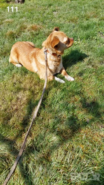 Женски ЧихуПинчер , снимка 1