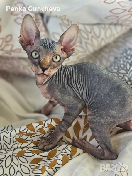 Канадски Сфинкс, снимка 1