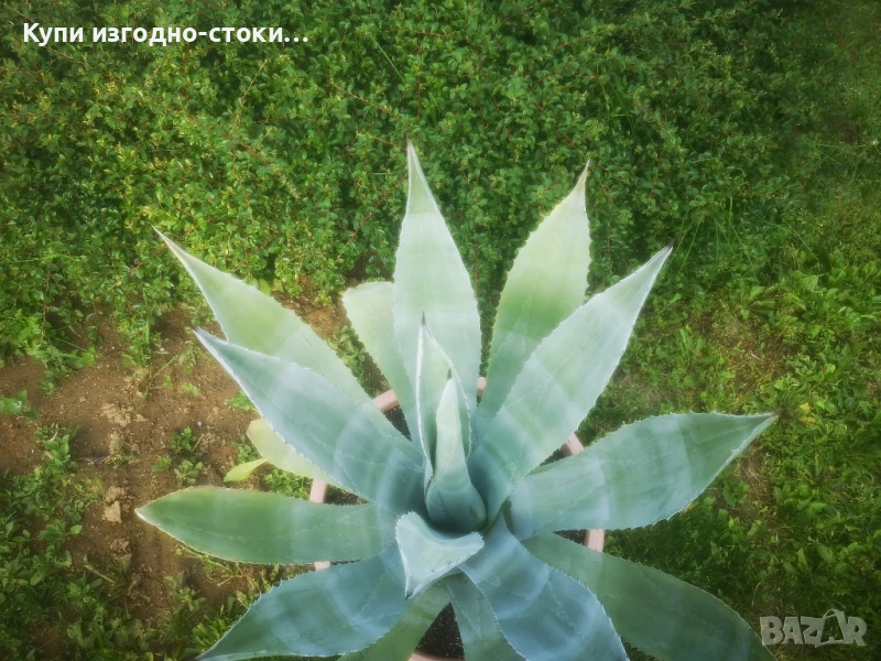 Столетници 2бр 20 годишни, снимка 1