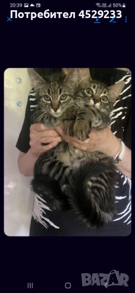 Котенца търсят добри стопани , снимка 1