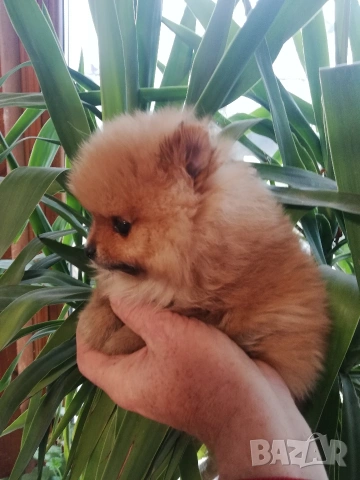 Померан, снимка 8 - Померан - 53244856