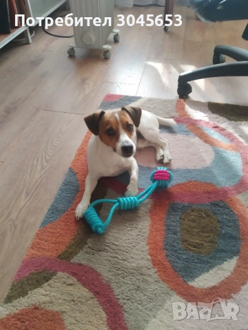 Mини Джак Ръсел, прекрасен представител на породата, търси партньорка., снимка 2 - Търси партньор - 53587309