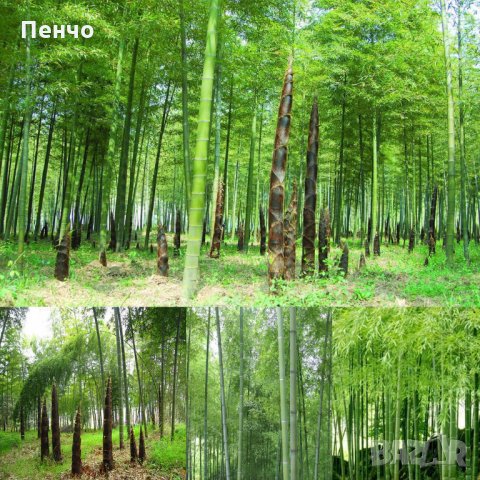 100 бр. Бамбукови Семена гигантски бамбук Moso Bambo градински декоративни растения декорация за гра