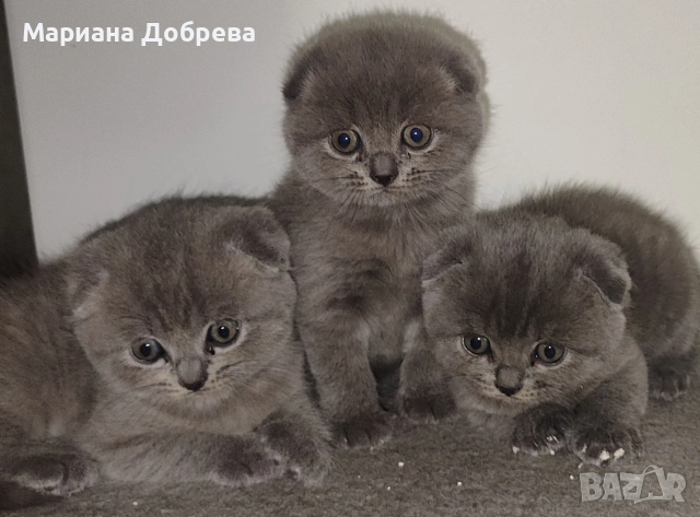 Шотландско клепоухо коте, снимка 4 - Британска късокосместа - 52631744