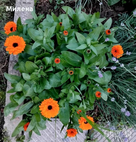 Семена за едногодишни цветя , снимка 13 - Сортови семена и луковици - 51341019