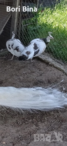 женски пауни Арлекин 