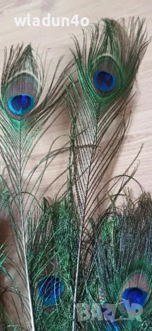 	Паунови пера-2,50лв, снимка 2 - Декорация за дома - 50191512