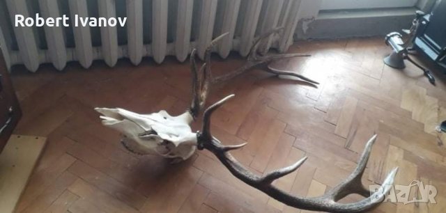 Еленски трофей с рога и череп, снимка 4 - Декорация за дома - 32699081
