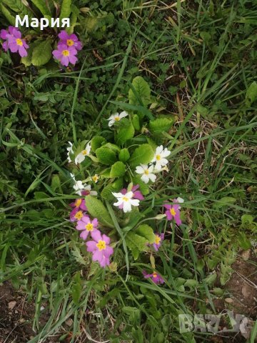 Градинска иглика в 3 цвята и разцветки.От март до Април , снимка 6 - Градински цветя и растения - 32711428