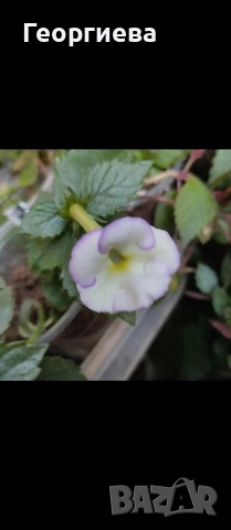 ризоми ахименес , снимка 14 - Градински цветя и растения - 53498563