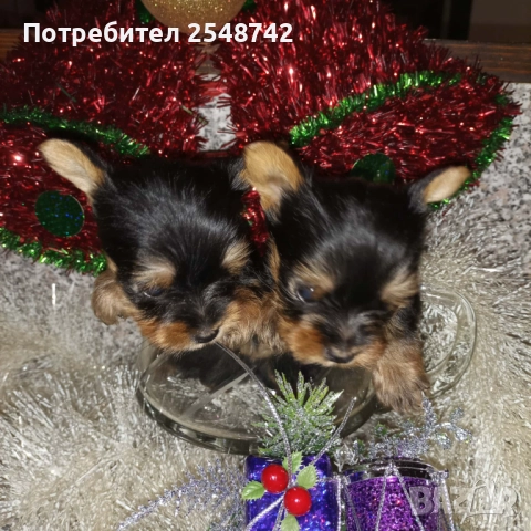 Мини Йорки , снимка 5 - Други - 51182606