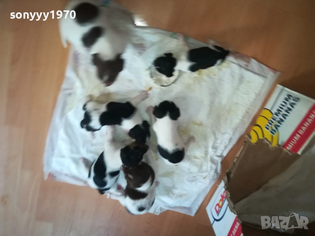 ДЖАК РЪСЕЛ-250ЛВ ЗА БРОЙ 0409252000, снимка 13 - Джак ръсел териер - 51608760