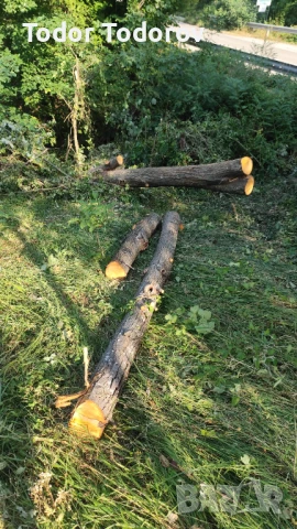 Трупи липа , снимка 5 - Други стоки за дома - 51082086