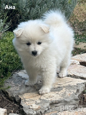 Мини шпиц, снимка 1