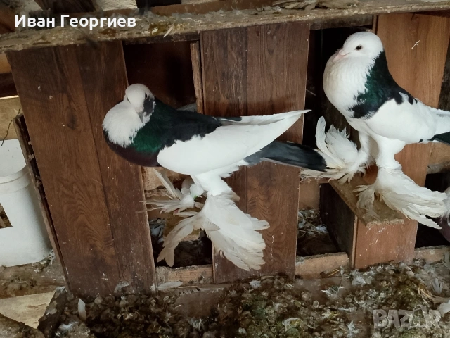 продавам гълъби болани 