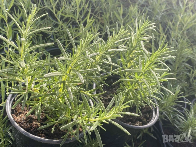 2 броя розмарин каскаден и обикновен 
