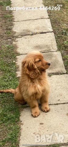 Кокер шпаньол, снимка 1