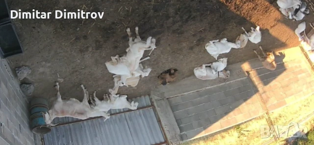 Продавам стадо кози с 1 пръч