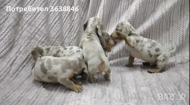 Мини дакел,дакели