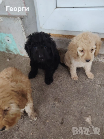 Кокер х Лагото - кученца, снимка 2 - Кокер шпаньол - 53471710