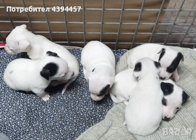 Джак ръсел териер