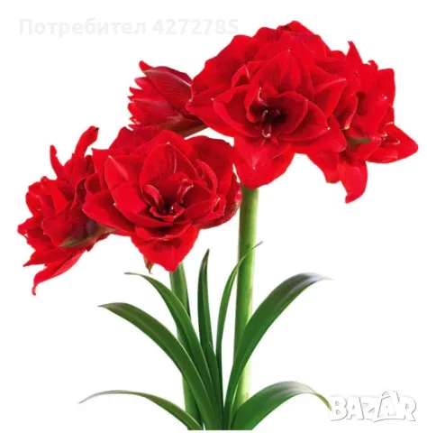 Амарилис Cherry nimph, снимка 1