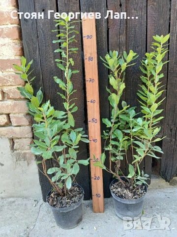 дръвчета ягодово дърво, арбутус , снимка 2 - Градински цветя и растения - 53207252