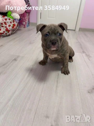 Американско Були Покет, снимка 1