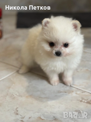 Померан мини, снимка 3 - Померан - 52619306