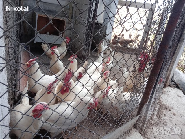 Яйца и пиленца от Легхорн , снимка 4 - Кокошки и пуйки - 43907861
