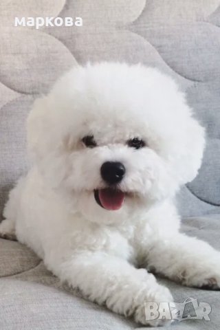 бишон фризе, снимка 2 - Други - 43364134