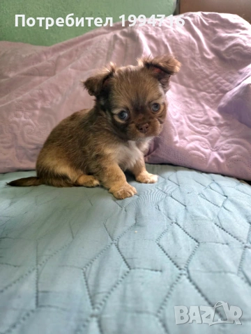 Чихуахуа момчета , снимка 5 - Чихуахуа - 53226584