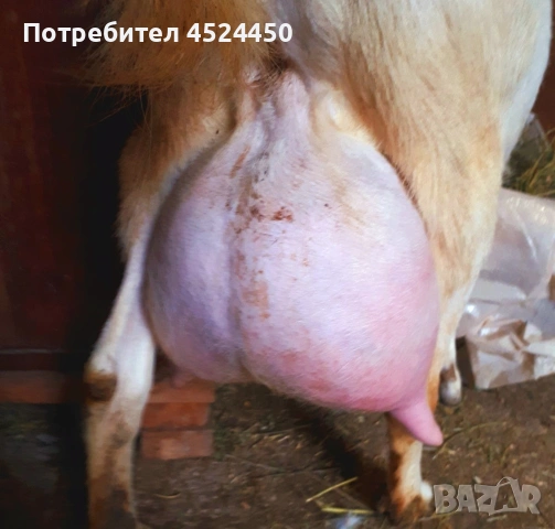 Продавам чистокръвен млад саански пръч , снимка 3 - Кози - 53420804