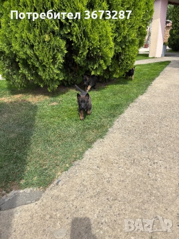 Белгйиска овчарка малинова, снимка 3 - Белгийска овчарка - 51650424