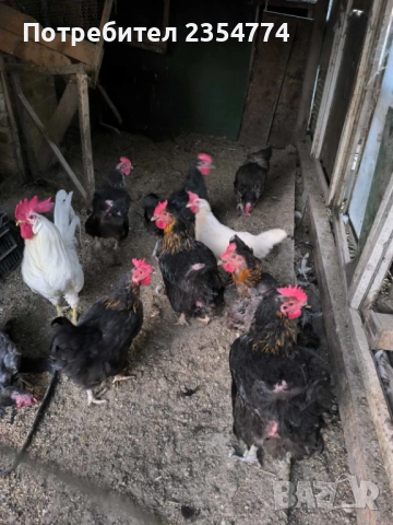 кокошки, снимка 6 - Кокошки и пуйки - 51794053