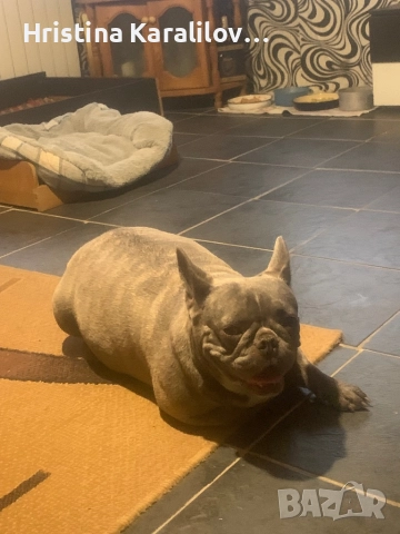 Френски булдочета, снимка 13 - Френски булдог - 52495348