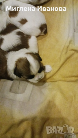 Ши тцу, снимка 15 - Ши Тцу - 52447041