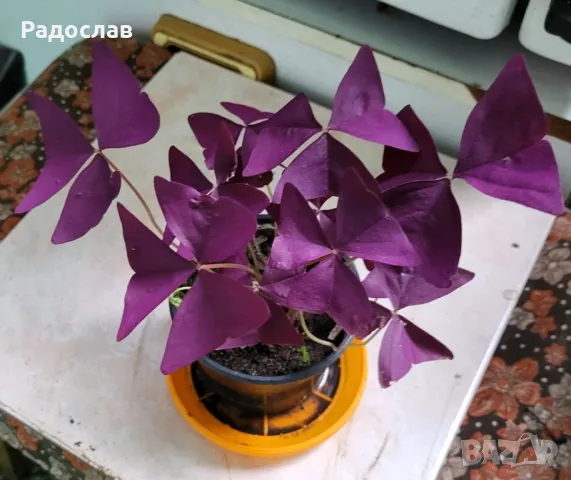 Продавам красива лилава детелина цвете 