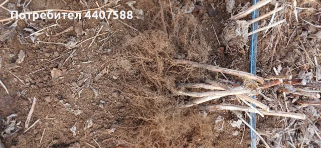 Разсад малини , снимка 11 - Разсади - 49562478