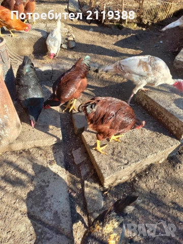 Петлета Родайланд,Австралорп и Ню Хемпшир , снимка 4 - Кокошки и пуйки - 52678724